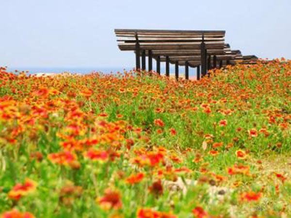 天人菊花海.jpg